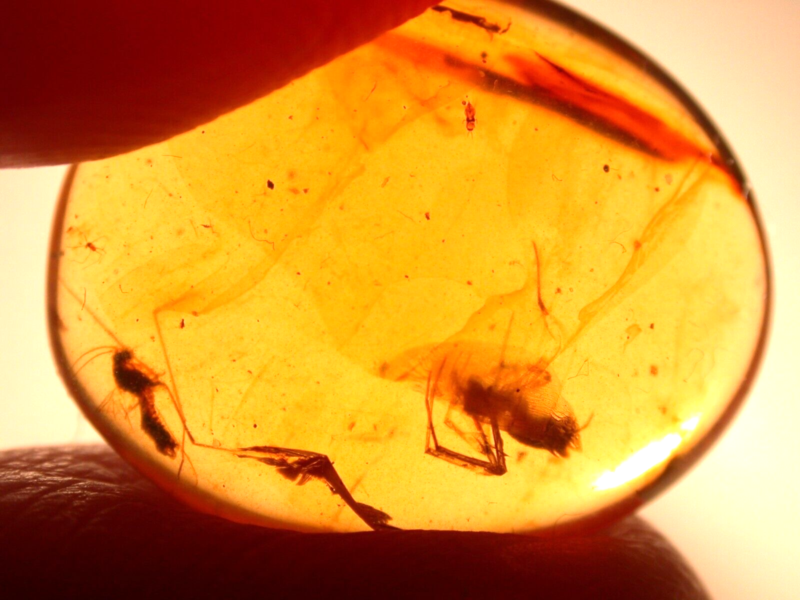 Beautiful Spider with Fly in Burmite Burmese Amber Fossil Gemstone Dinosaur Age