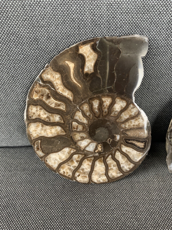 Harpoceras sp Ammonite Polished Pair, Rare Calcite Fossil Whitby, England, UK.