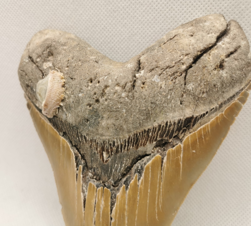 Großer und schöner Megalodon Haizahn mit Muschel ! Hai Zahn Fossil USA