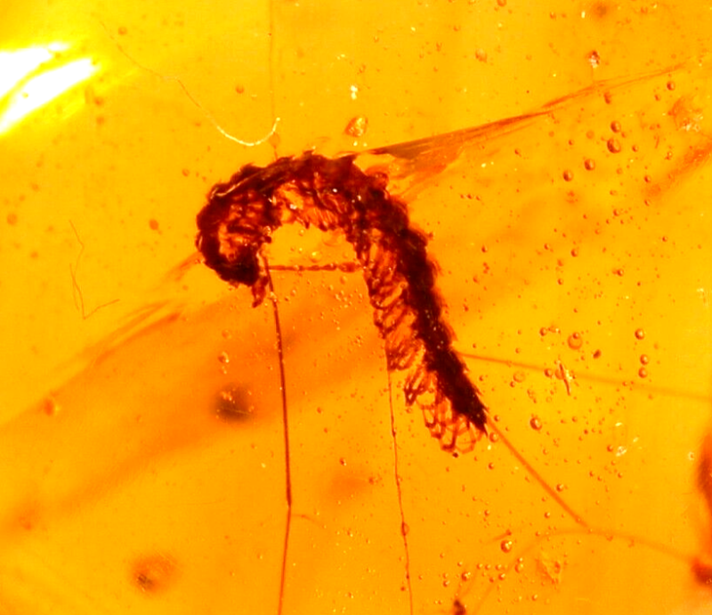 Beautiful Curled Millipede with Flies in Burmite Amber Fossil from Dinosaur Age