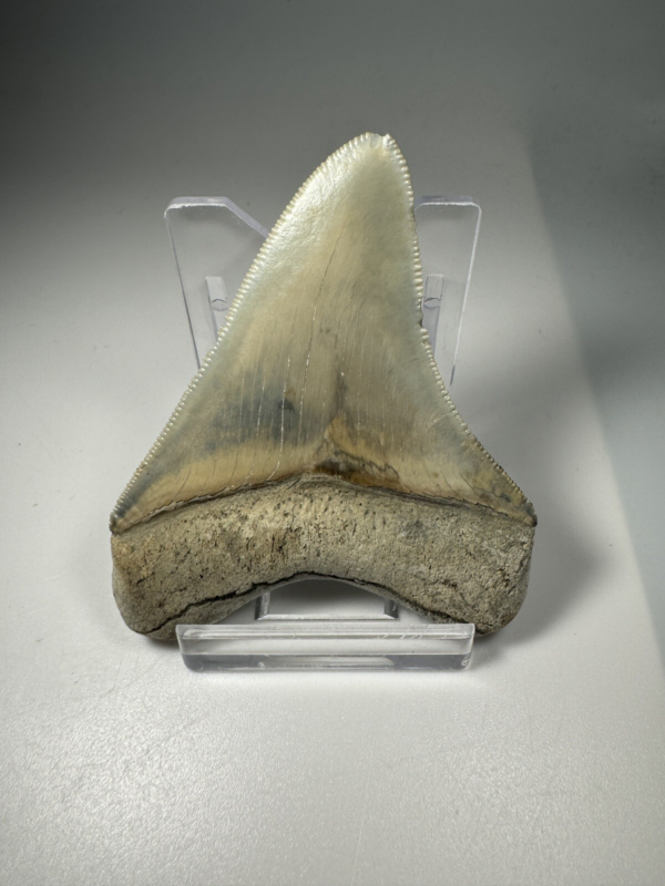 2.6 In Colorful Aurora Lee Creek Megalodon Shark tooth Fossil North Carolina NC