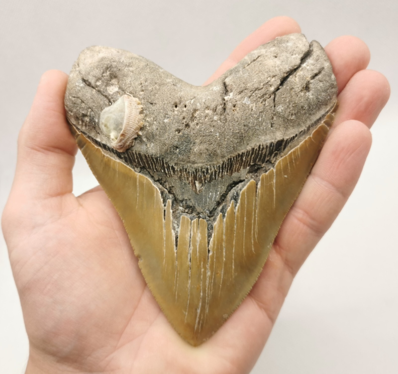 Großer und schöner Megalodon Haizahn mit Muschel ! Hai Zahn Fossil USA