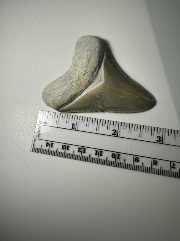 2.6 In Colorful Aurora Lee Creek Megalodon Shark tooth Fossil North Carolina NC