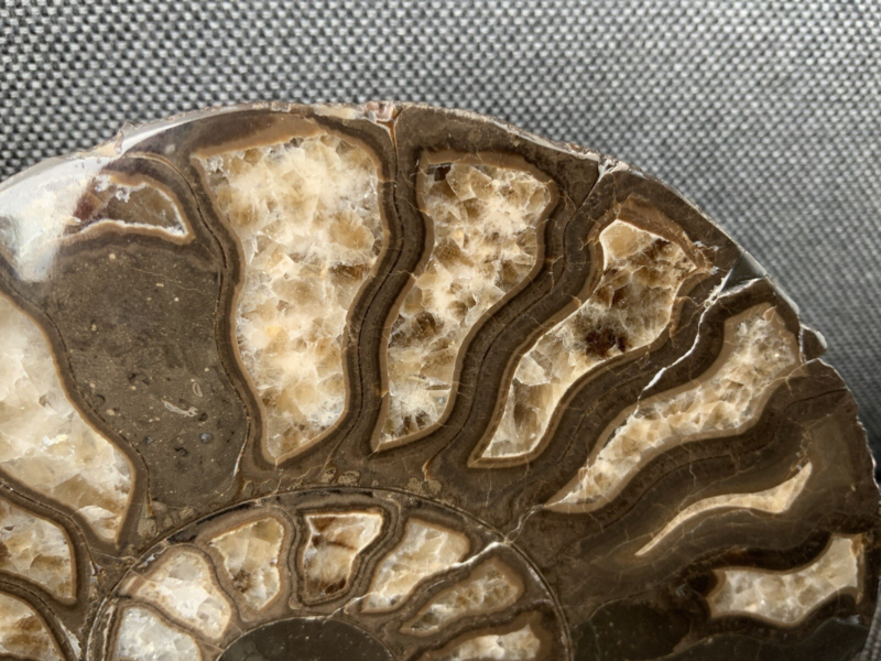 Harpoceras sp Ammonite Polished Pair, Rare Calcite Fossil Whitby, England, UK.