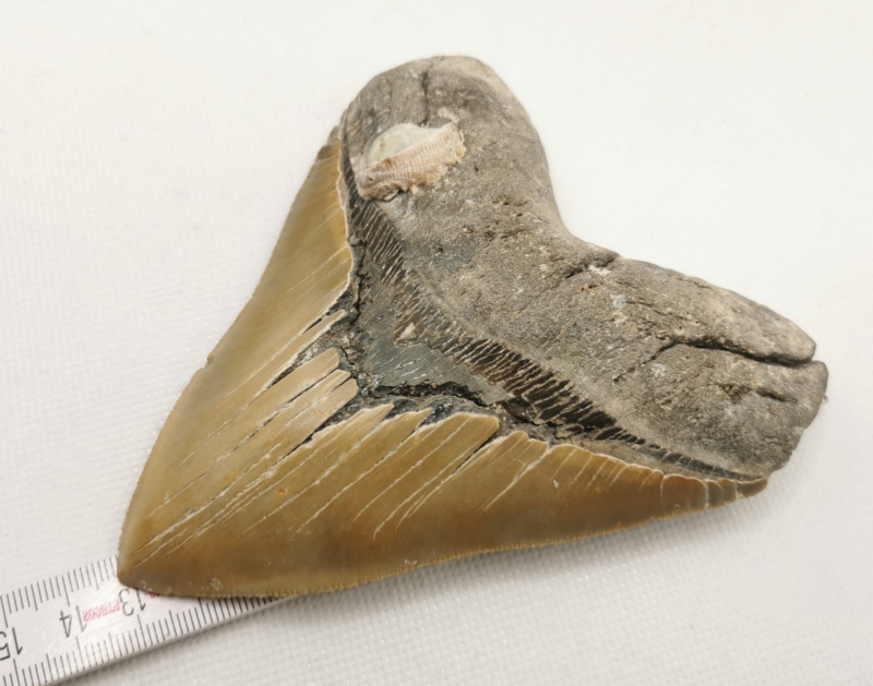 Großer und schöner Megalodon Haizahn mit Muschel ! Hai Zahn Fossil USA