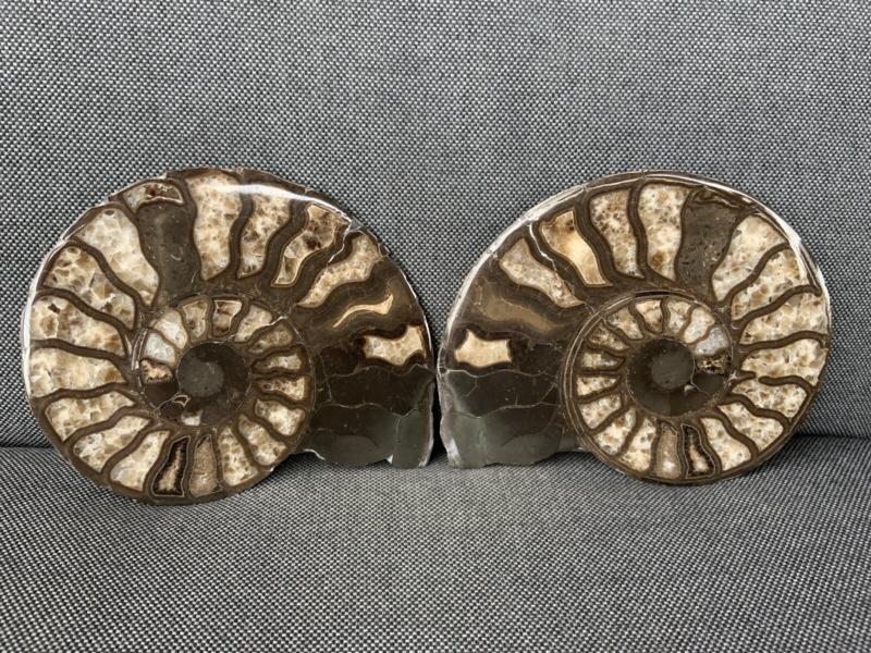 Harpoceras sp Ammonite Polished Pair, Rare Calcite Fossil Whitby, England, UK.
