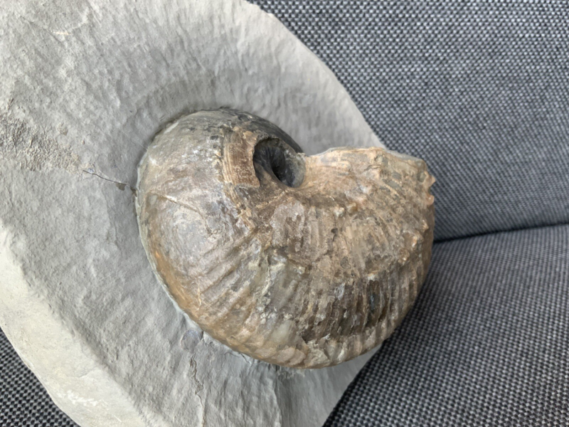Green Ammonite Nodule Liparococeras (Bechieceras) Dorset Rare Jurassic Fossil