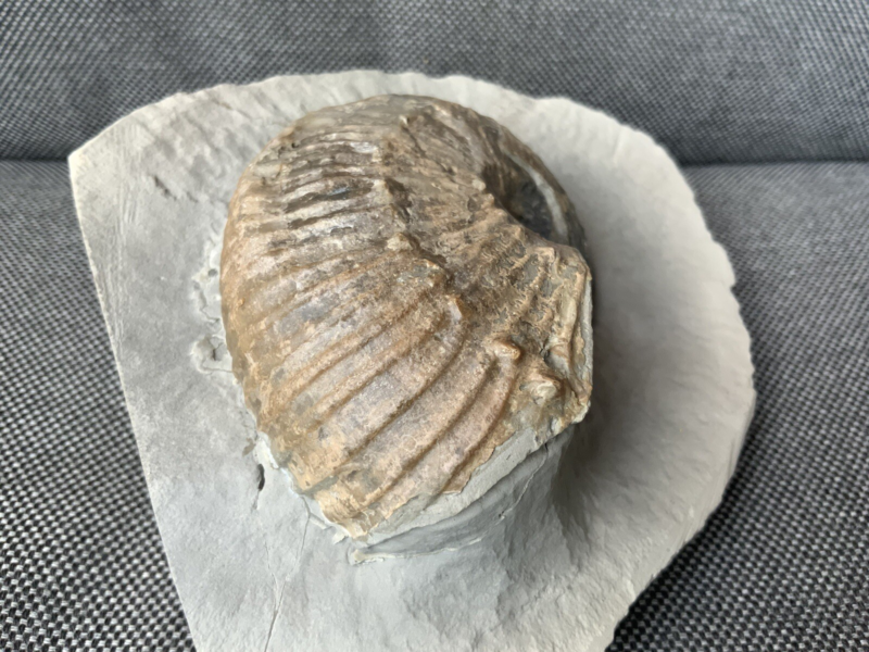 Green Ammonite Nodule Liparococeras (Bechieceras) Dorset Rare Jurassic Fossil
