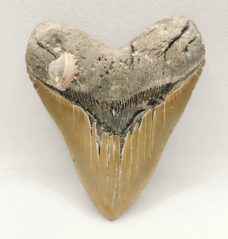 Großer und schöner Megalodon Haizahn mit Muschel ! Hai Zahn Fossil USA