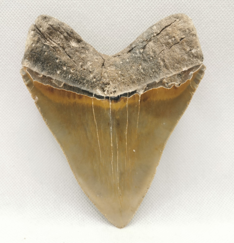 Großer und schöner Megalodon Haizahn mit Muschel ! Hai Zahn Fossil USA