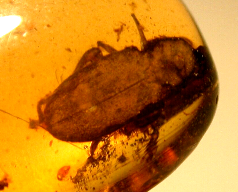 Large Spider Attacking Fly with Webbing in Burmite Amber Fossil Dinosaur Age