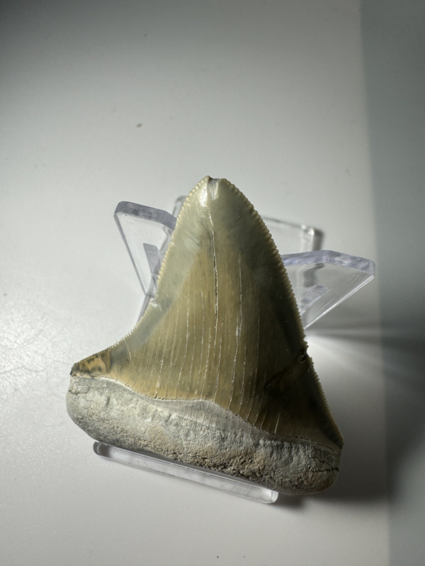 2.6 In Colorful Aurora Lee Creek Megalodon Shark tooth Fossil North Carolina NC
