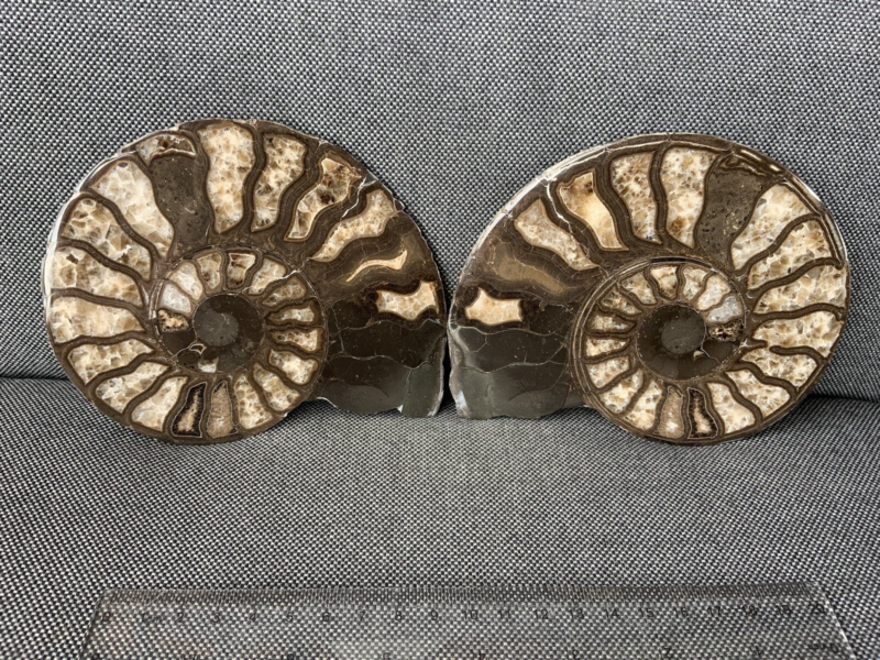 Harpoceras sp Ammonite Polished Pair, Rare Calcite Fossil Whitby, England, UK.