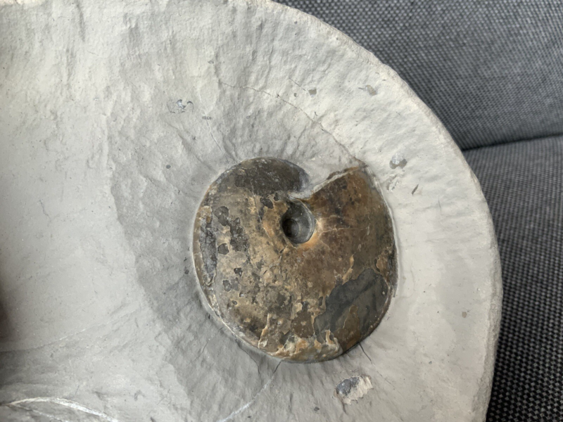 Double Ammonite Androgynoceras Tragophylloceras Charmouth Dorset Jurassic Fossil