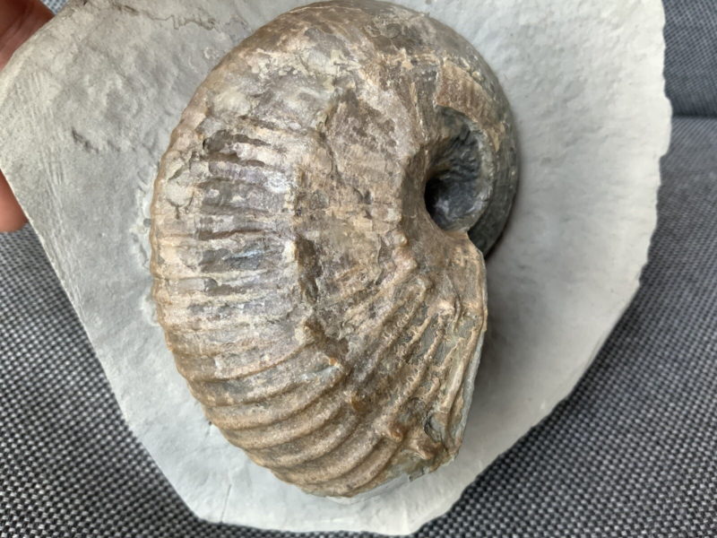 Green Ammonite Nodule Liparococeras (Bechieceras) Dorset Rare Jurassic Fossil