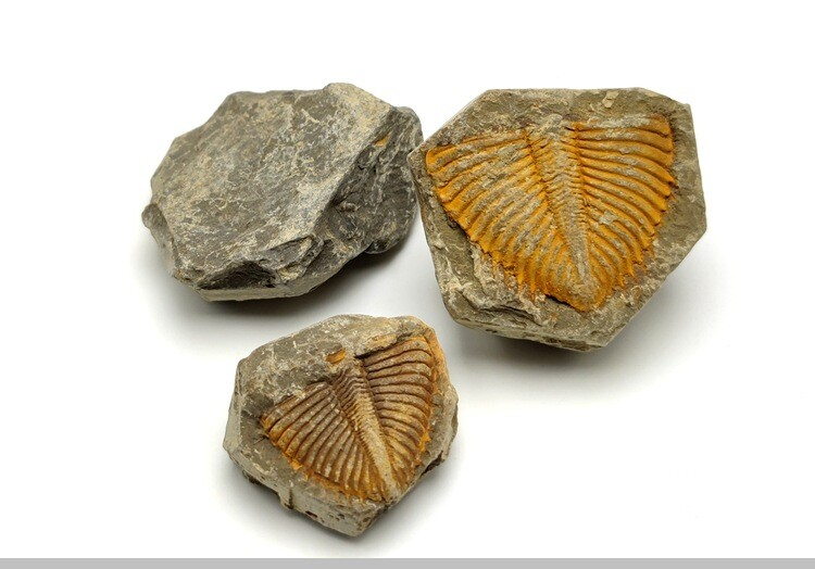 100% Natural Trilobite Tail Fossil Ancient fossils Teaching Specimens Collection