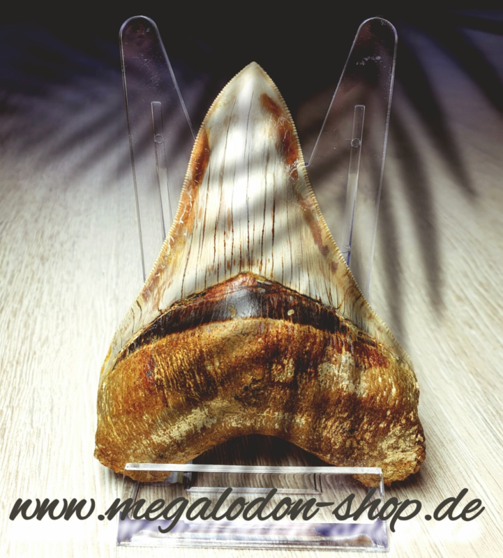 Großer und schöner Megalodon Haizahn mit Muschel ! Hai Zahn Fossil USA
