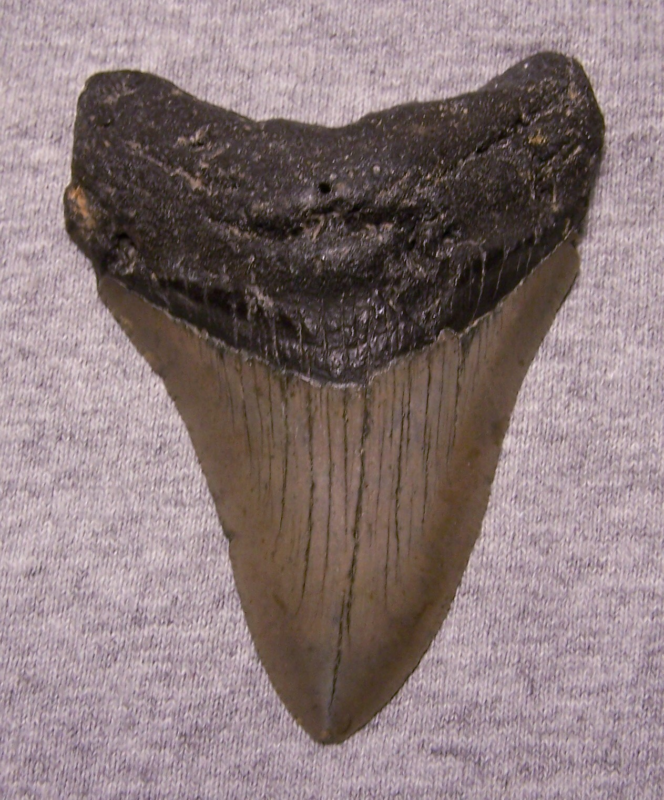 MEGALODON Shark Tooth 3 9/16" sharks teeth BIG jaw fossil REAL megladon SERRATED