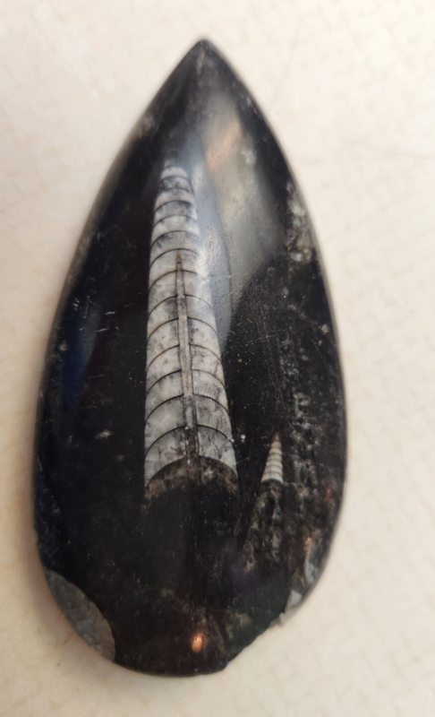 Lot 5: Agate Slices, Small Fossil Nodule, Orthoceras Fossil, White gypsum Rocks