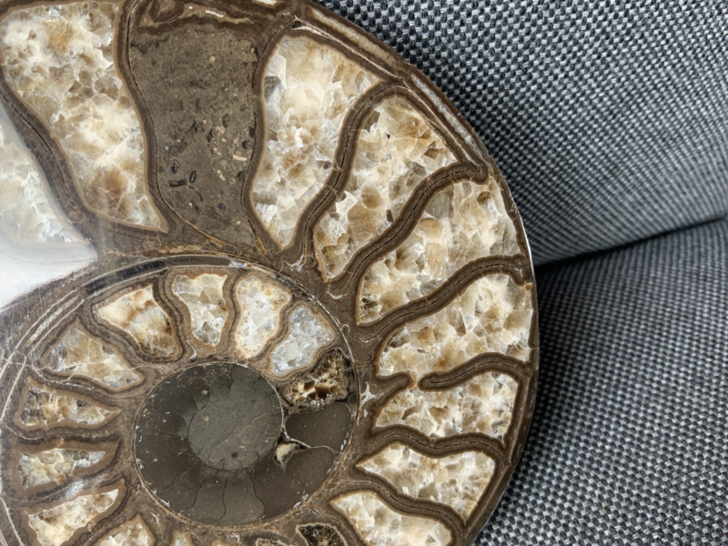 Harpoceras sp Ammonite Polished Pair, Rare Calcite Fossil Whitby, England, UK.