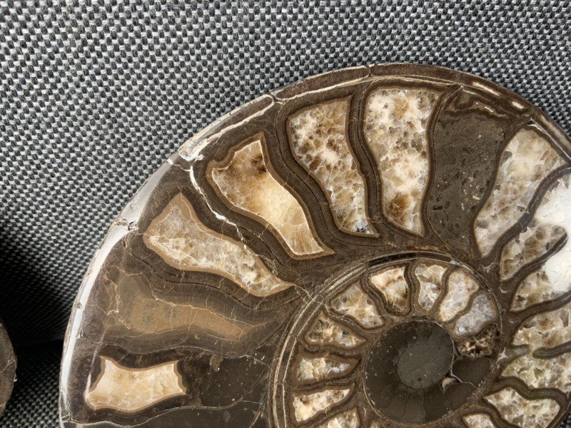 Harpoceras sp Ammonite Polished Pair, Rare Calcite Fossil Whitby, England, UK.