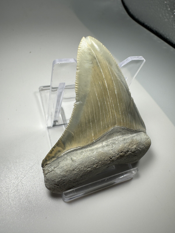 2.6 In Colorful Aurora Lee Creek Megalodon Shark tooth Fossil North Carolina NC