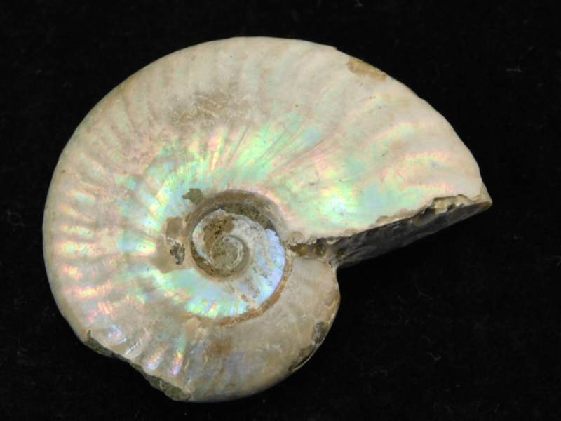 Iridescent Ammonite Fossil 100% Natural Madagascar! 13.1gr