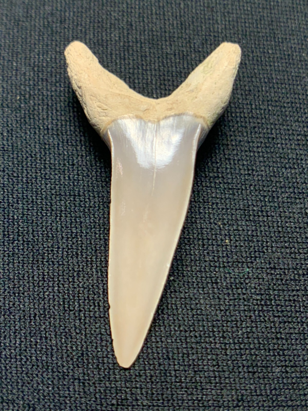 Fossil Desori Mako Shark Tooth