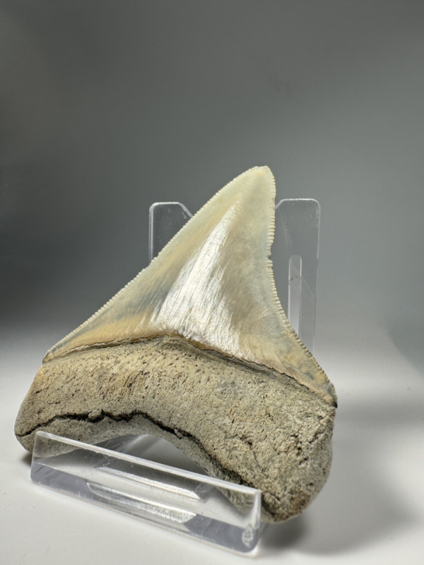 2.6 In Colorful Aurora Lee Creek Megalodon Shark tooth Fossil North Carolina NC