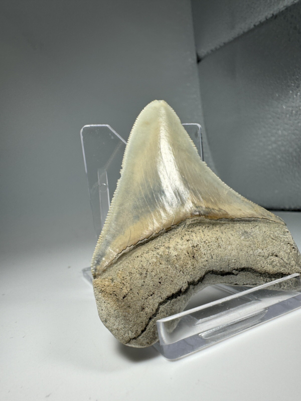 2.6 In Colorful Aurora Lee Creek Megalodon Shark tooth Fossil North Carolina NC