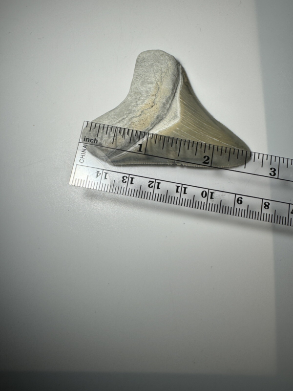 2.6 In Colorful Aurora Lee Creek Megalodon Shark tooth Fossil North Carolina NC