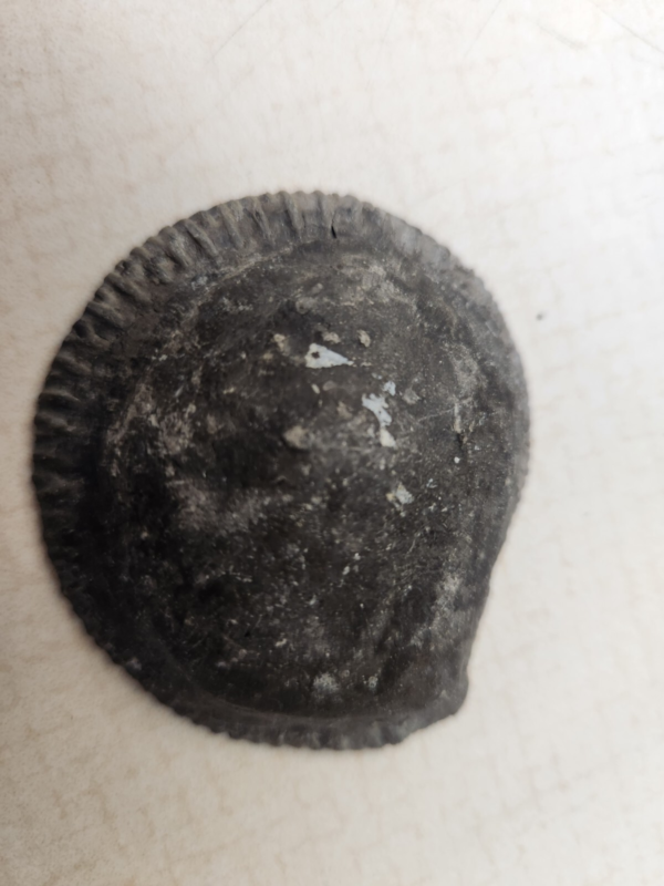 Lot 5: Agate Slices, Small Fossil Nodule, Orthoceras Fossil, White gypsum Rocks