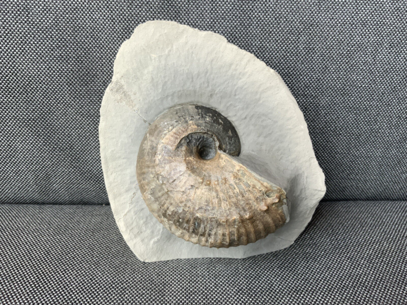 Green Ammonite Nodule Liparococeras (Bechieceras) Dorset Rare Jurassic Fossil