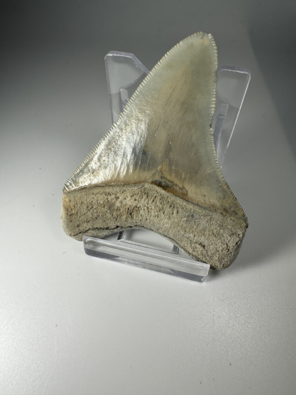2.6 In Colorful Aurora Lee Creek Megalodon Shark tooth Fossil North Carolina NC