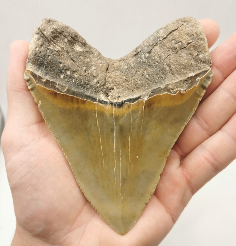 Großer und schöner Megalodon Haizahn mit Muschel ! Hai Zahn Fossil USA