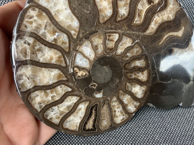 Harpoceras sp Ammonite Polished Pair, Rare Calcite Fossil Whitby, England, UK.