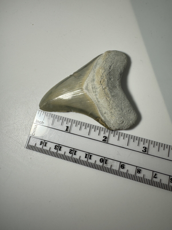 2.6 In Colorful Aurora Lee Creek Megalodon Shark tooth Fossil North Carolina NC