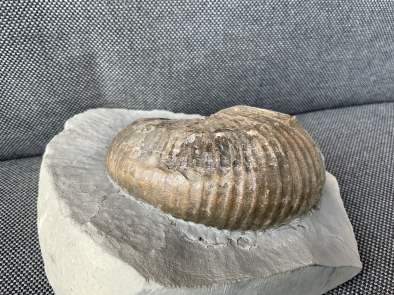 Green Ammonite Nodule Liparococeras (Bechieceras) Dorset Rare Jurassic Fossil