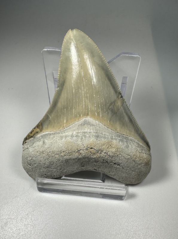 2.6 In Colorful Aurora Lee Creek Megalodon Shark tooth Fossil North Carolina NC