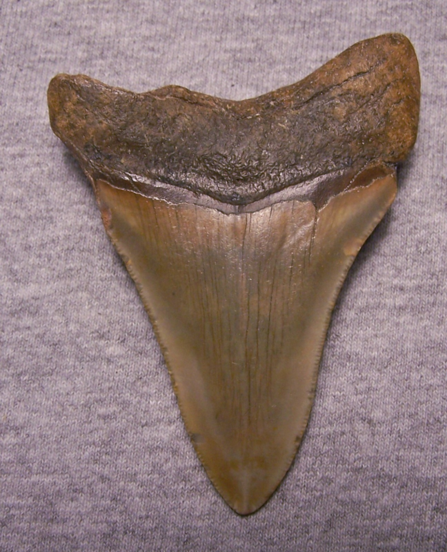 MEGALODON Shark Tooth 3 3/4" sharks teeth BIG jaw fossil REAL megladon SERRATED