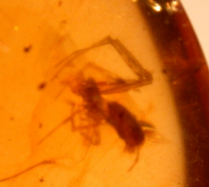 Beautiful Spider with Fly in Burmite Burmese Amber Fossil Gemstone Dinosaur Age