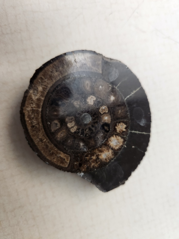Lot 5: Agate Slices, Small Fossil Nodule, Orthoceras Fossil, White gypsum Rocks