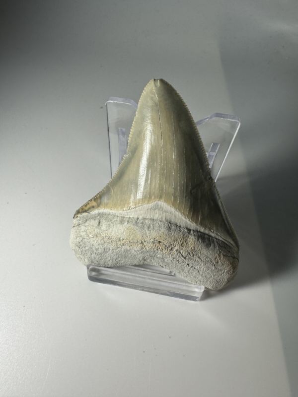 2.6 In Colorful Aurora Lee Creek Megalodon Shark tooth Fossil North Carolina NC