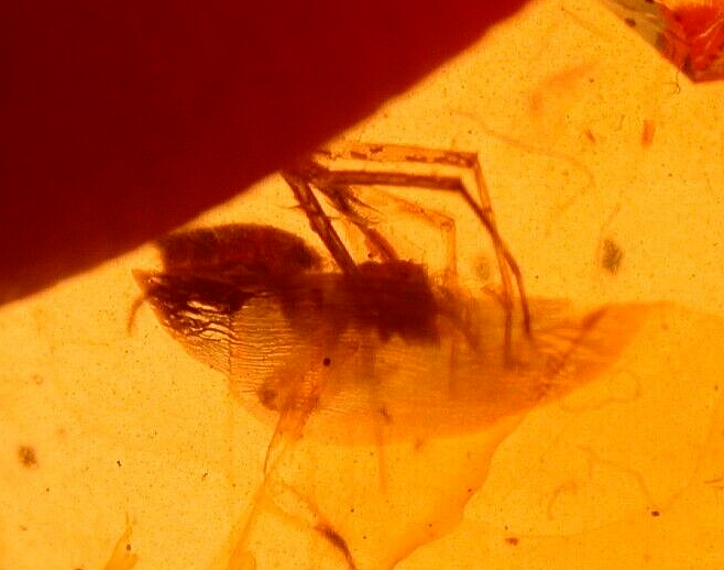 Beautiful Spider with Fly in Burmite Burmese Amber Fossil Gemstone Dinosaur Age