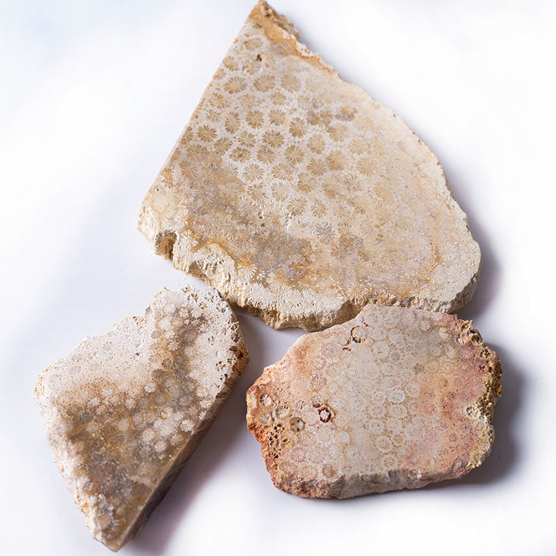 Wholesale Natural Rough Coral Jade Crystal Quartz Chrysanthemum Stone Slice for Healing