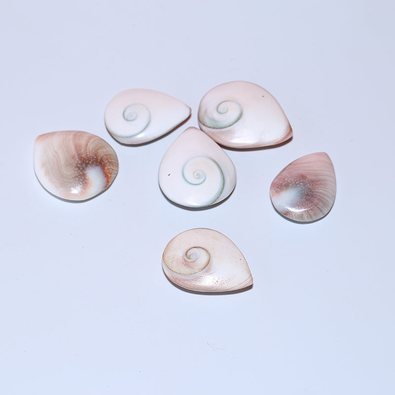 1pcs Housing fossil droplet fossil sun shellfish