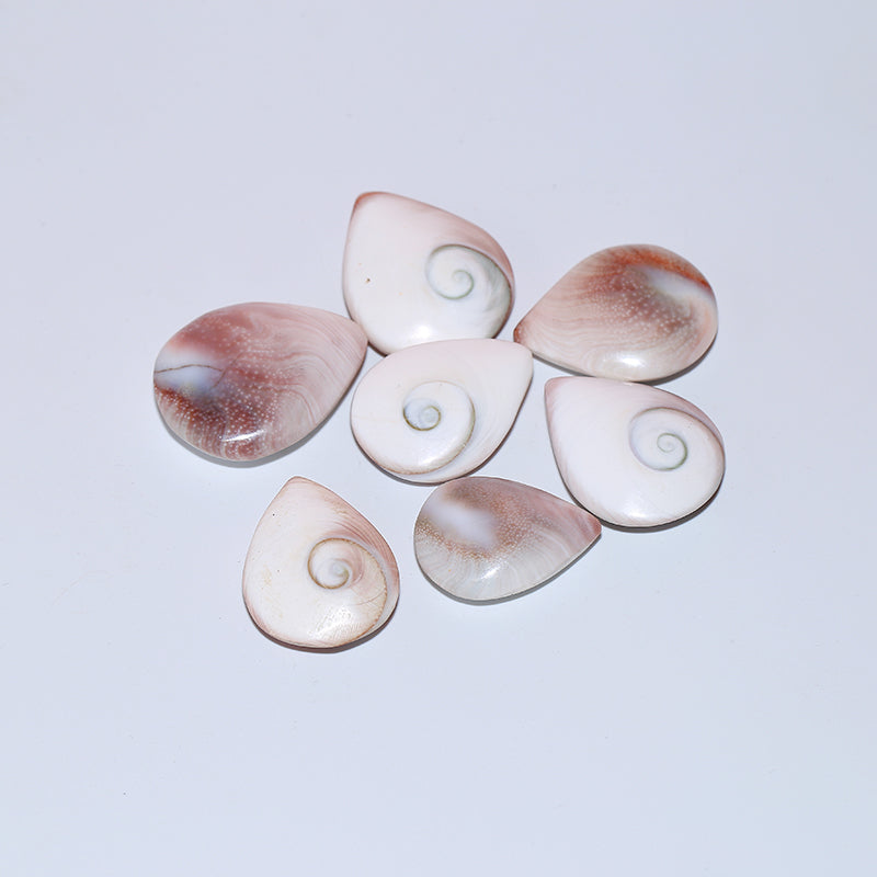 1pcs Housing fossil droplet fossil sun shellfish