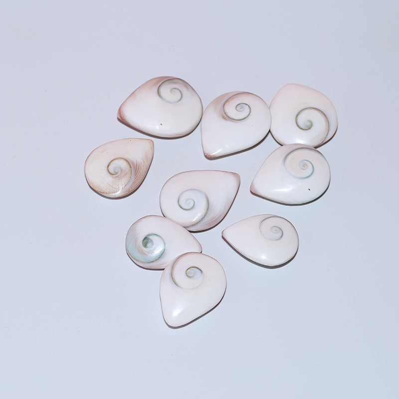 1pcs Housing fossil droplet fossil sun shellfish
