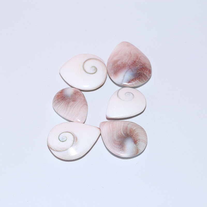 1pcs Housing fossil droplet fossil sun shellfish