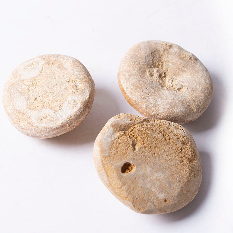 Madagascar starfish aster fossilized shell
